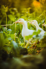 Five young goose together sit in the grass