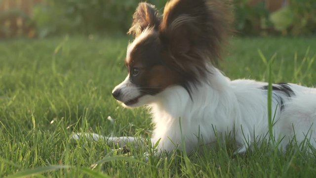 Papillon Continental Toy Spaniel puppy gnawing stick on green lawn stock footage video
