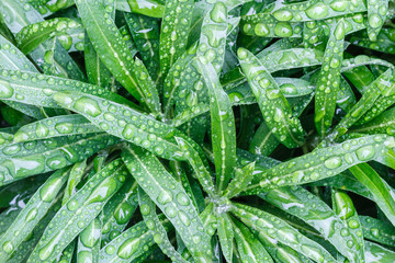 Planta de Alhelí con gotas de agua de lluvia. Erysimum cheiri.