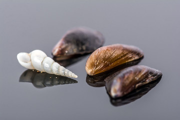 Small mussels on gray background