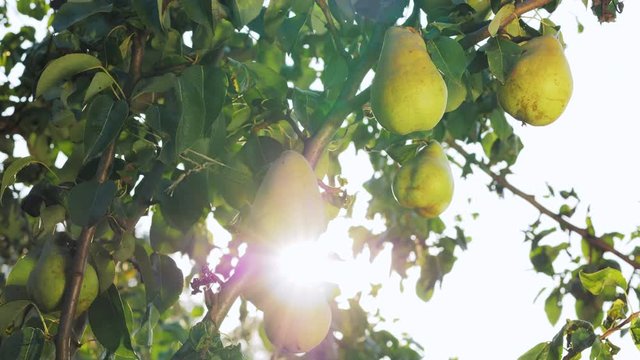 Ripe pears on a branch. Tree leaves and fruit. Good ecology and warm climate. Little gift of nature. Sunlight through branches