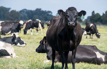 Obraz na płótnie Canvas Large black cow standing amongst herd of cattle on farm