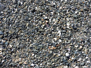 Beach Pebble and shell texture