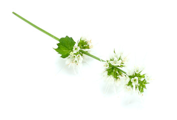 Mint leaf green plants isolated on white background, peppermint aromatic properties of strong teeth