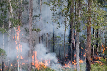 Flames climbing up tree trunks during bushfire