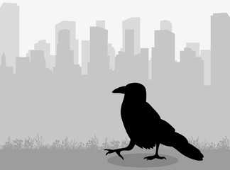 vector, isolated silhouette of a raven