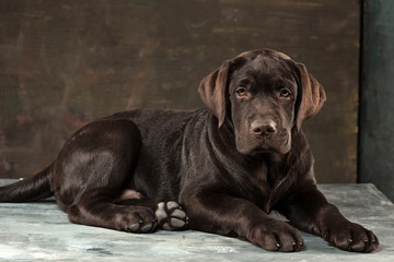 The portrait of a black Labrador dog taken against a dark backdrop.