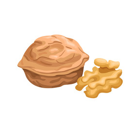 Walnut vector icon isolated, hand drawn sketch of nut, template for menu, food diet infographics, sticker, flyer, print