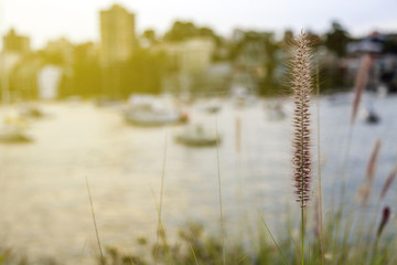 Fototapeta premium Beautiful grass at harbour, Sydney australia