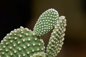 succulent plant in the garden