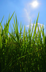 Growing rice while the sun shines down