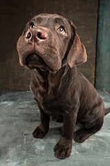 The portrait of a black Labrador dog taken against a dark backdrop.
