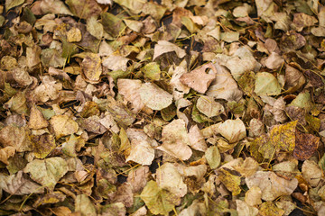 Texture of fallen leaves on ground
