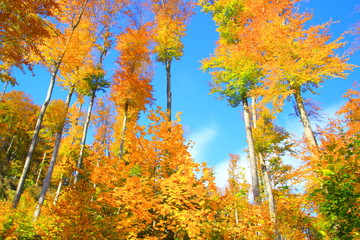 Forest in fall