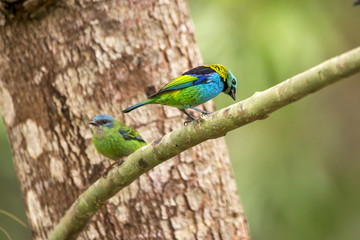 Saí-azul e Saíra-sete-cores (Dacnis cayana e Tangara seledon) | Blue Dacnis e Green-headed Tanager photographed in Linhares, Espírito Santo - Southeast of Brazil. Atlantic Forest Biome.
