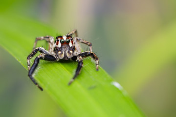 Fototapeta premium Image of Jumping spiders(Plexippus paykulli.,male) on green leaves. Insect Animal