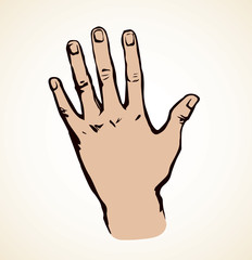 Obraz premium Palm. Vector drawing