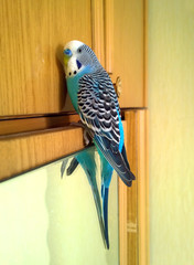 Blue wavy parrot sits on a cabinet