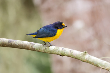 Obraz premium Gaturamo-verdadeiro (Euphonia violacea) | Violaceous Euphonia photographed in Linhares, Espírito Santo - Southeast of Brazil. Atlantic Forest Biome.