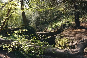 Sunlight breaking through at Lincombe Barn, Bristol
