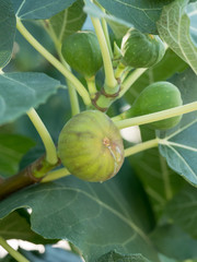 Figs on the branch of a fig tree.