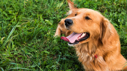 Golden retriever dog. Gorgeous pet dog lying down on grass, with tongue sticking out, looking away...