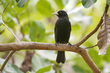 Fototapeta premium Guaxe (Cacicus haemorrhous) | Red-rumped Cacique photographed in Linhares, Espírito Santo - Southeast of Brazil. Atlantic Forest Biome.