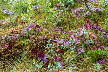 Moss texture, background with colorful leaves.