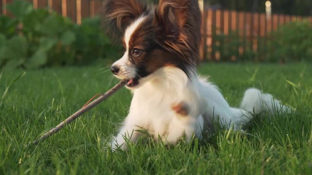 Papillon Continental Toy Spaniel puppy gnawing stick on green lawn stock footage video