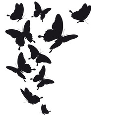 black butterfly, isolated on a white