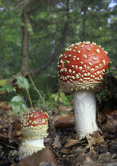 Fliegenpilze  (Amanita muscaria) 
