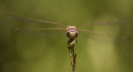 Dragonfly female resting 