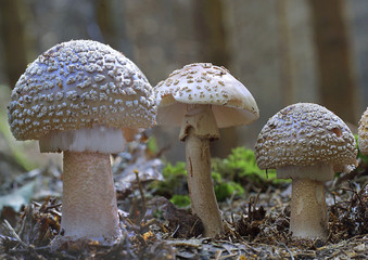 Perlpilz, Rötender Wulstling oder Fleischchampignon (Amanita rubescens)