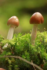 Rotbrauner Streifling (Amanita fulva), 