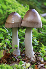 Rotbrauner Streifling (Amanita fulva), 