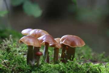 Schleimkopf (Cortinarius)