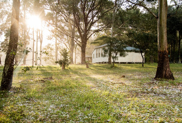 Sunlight breaking through trees after hail storm on rural property