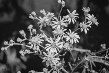 Photo of yellow flowers near blue lake black and white