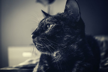 Gato carey © Eduardo