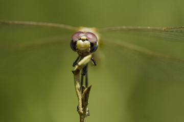 Dragonfly female resting 