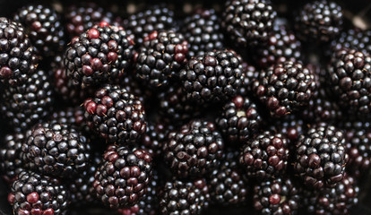 Fresh Ripe Blackberries. Selective focus.