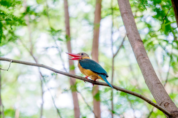 Stork-billed Kingfisher