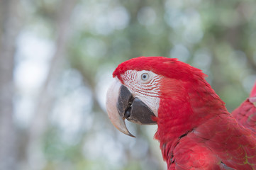 Red-and-green macaw