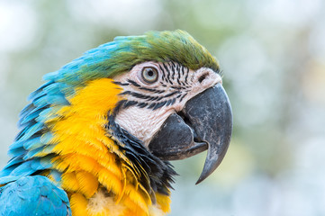 blue and yellow macaw © siwadon