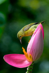 Brown-throated Sunbird (Female)