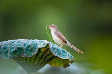 Plain Prinia
