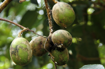 Ambarella fruit on blur background