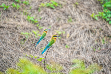 Blue-tailed Bee-eater