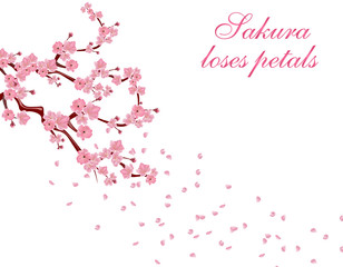 Branches with pink flowers and cherry buds. Sakura inscription. Petals flying in the wind. isolated on white background. illustration