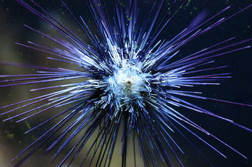 Live specimen of a sea urchin, Aquarium of Barcelona